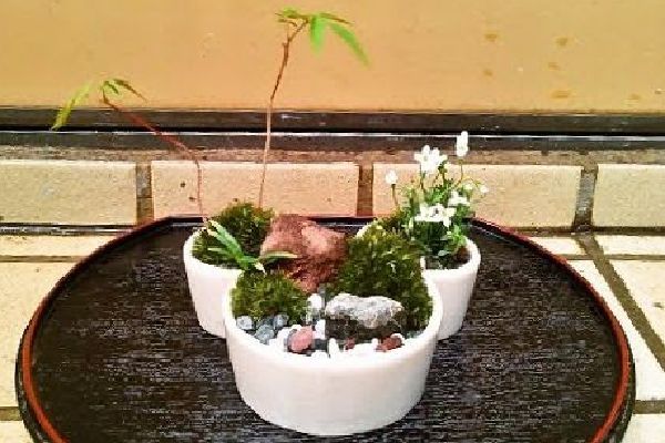 ハゼの苔盆景02