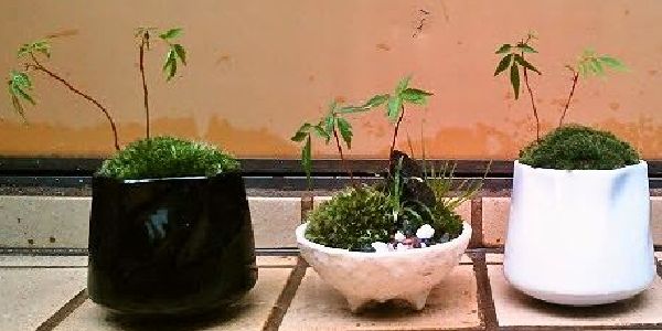 ハゼの苔盆景03