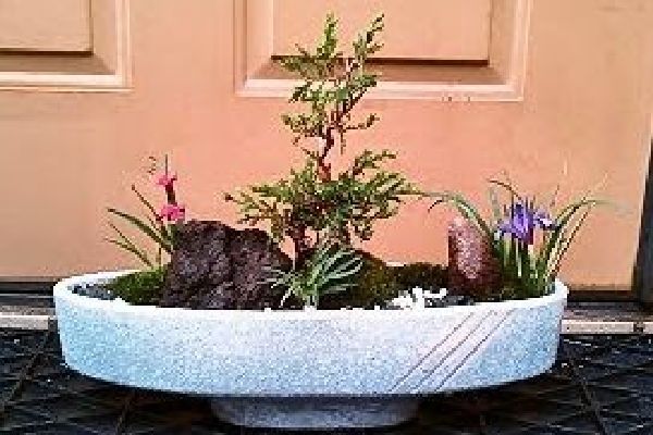 真柏の苔盆景02