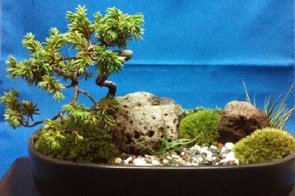 紫杜松の盆景01