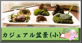 カジュアル盆景(小)