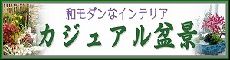 カジュアル盆景