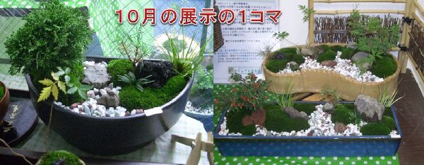 �J�W���A���~�i�|�b�v�A�b�v�V���b�v�P�O��